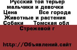 Русский той-терьер мальчики и девочки › Цена ­ 8 000 - Все города Животные и растения » Собаки   . Томская обл.,Стрежевой г.